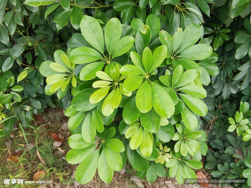 翠绿茂盛的绿植景观