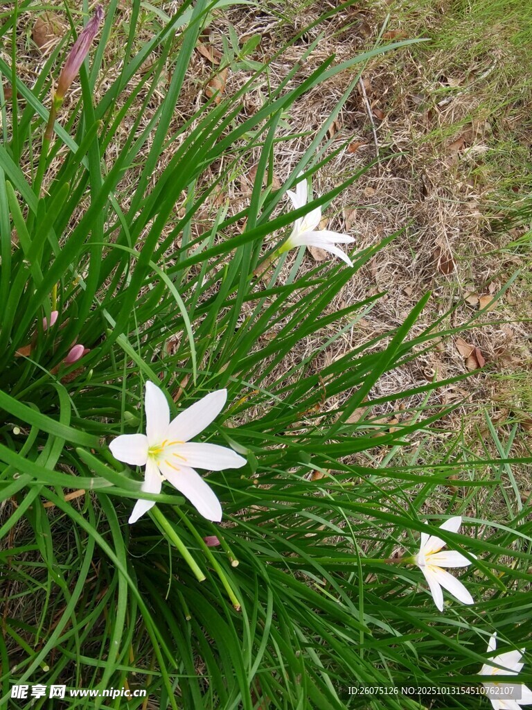 草丛中的白色葱兰花