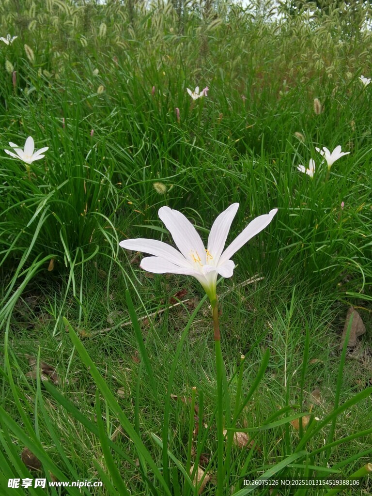 草地上的白色小花
