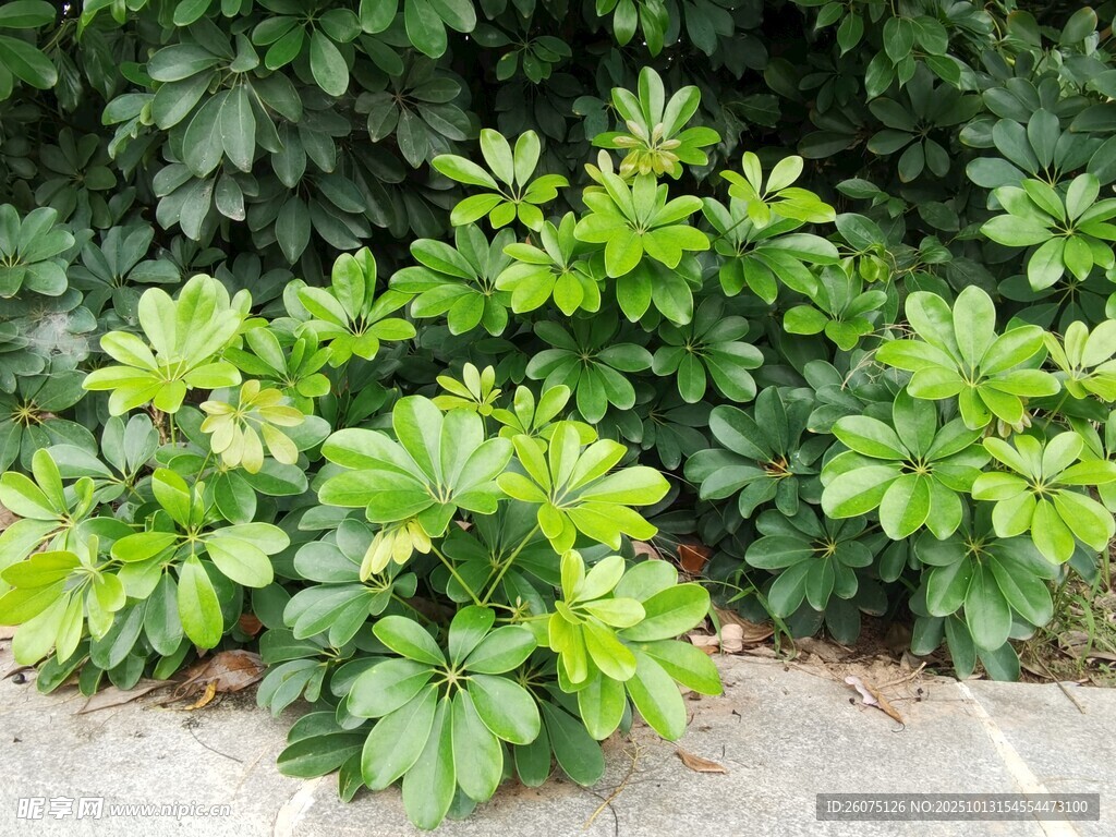 绿叶繁茂的户外植物景观