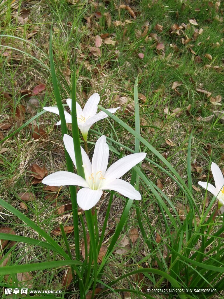 草地上的白色美丽花朵