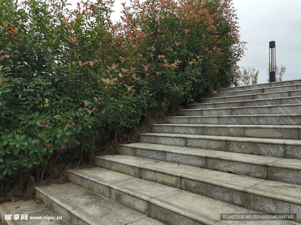 石阶旁绿植环绕的景致