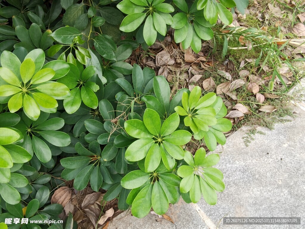 路边翠绿的鹅掌柴植物