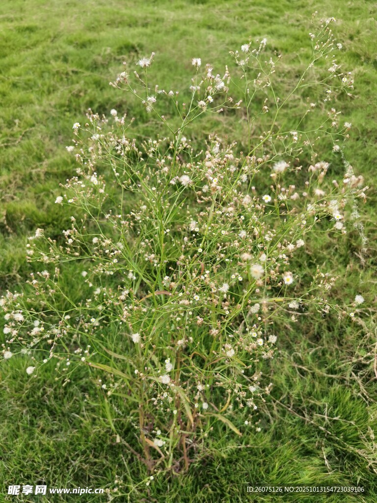 草地上的白色小花