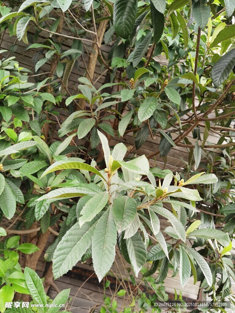 绿叶间的枇杷植株