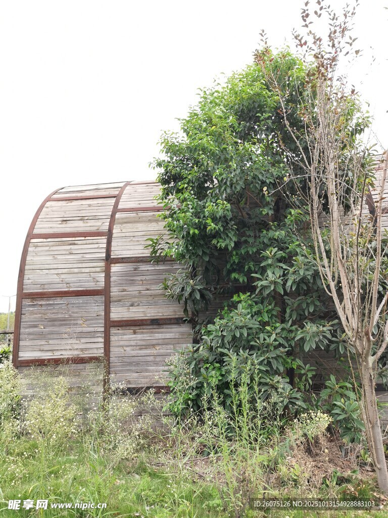 废弃圆顶建筑旁的绿植