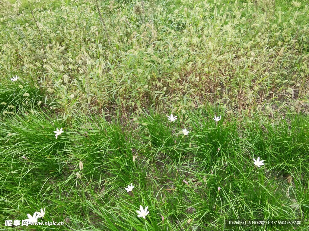 绿草间绽放的白色小花