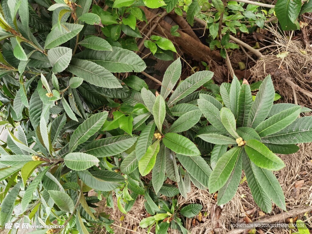 绿叶植物特写