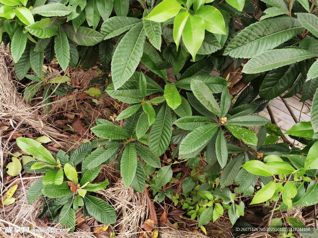 绿叶繁茂的植物景观