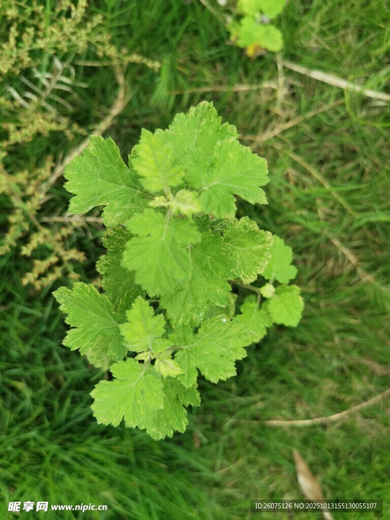 嫩绿叶片生长于草丛中
