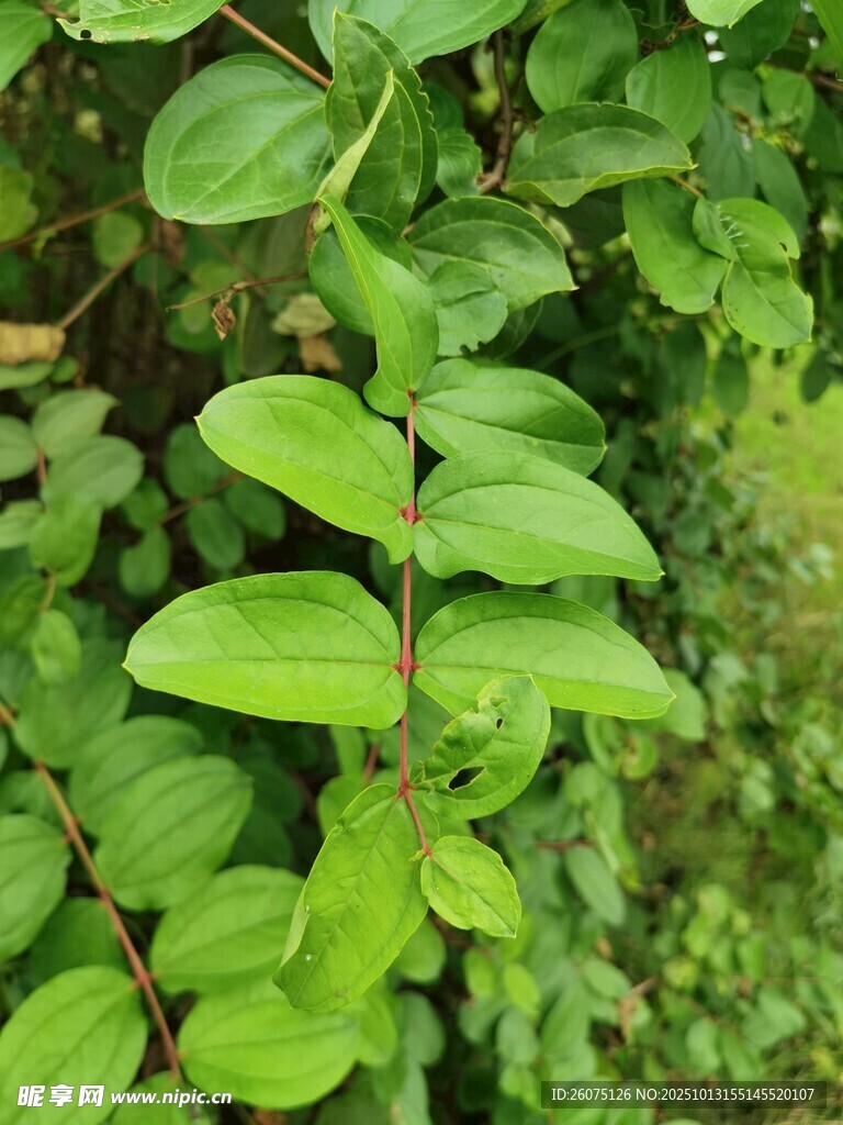 翠绿叶片的生机景象