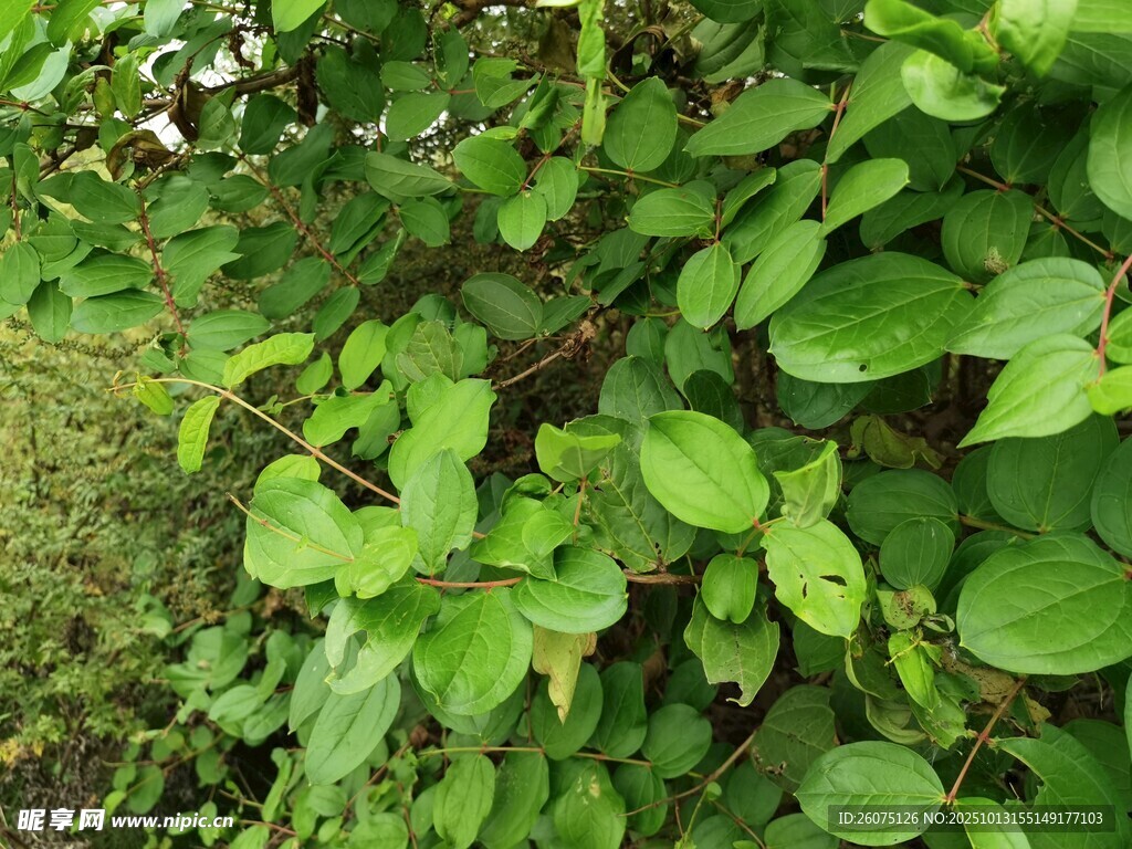 翠绿繁茂的植物叶片