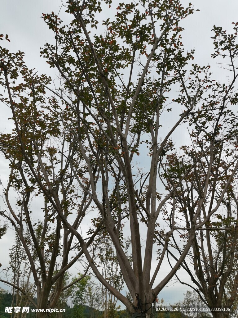 户外树木景观