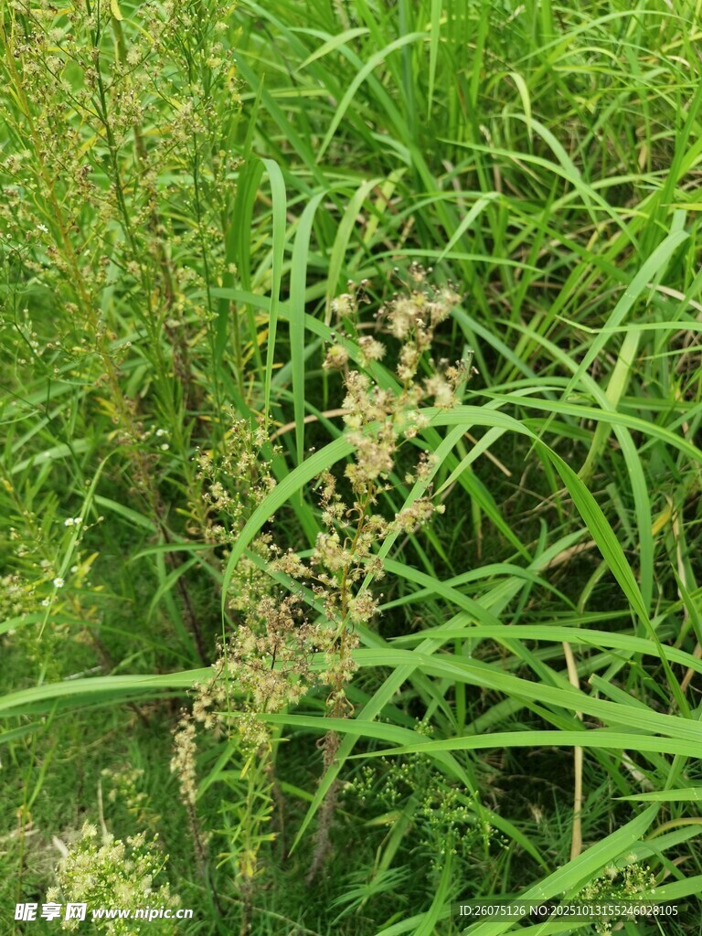 茂盛的绿色草丛