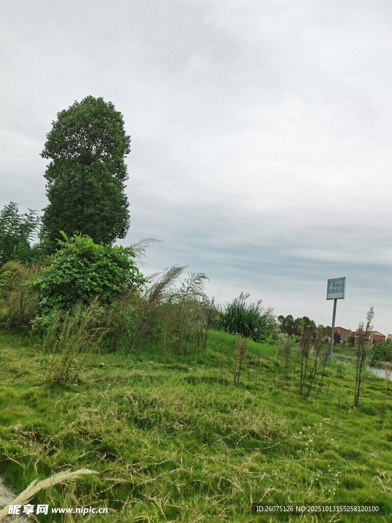 野外草地与孤树景象