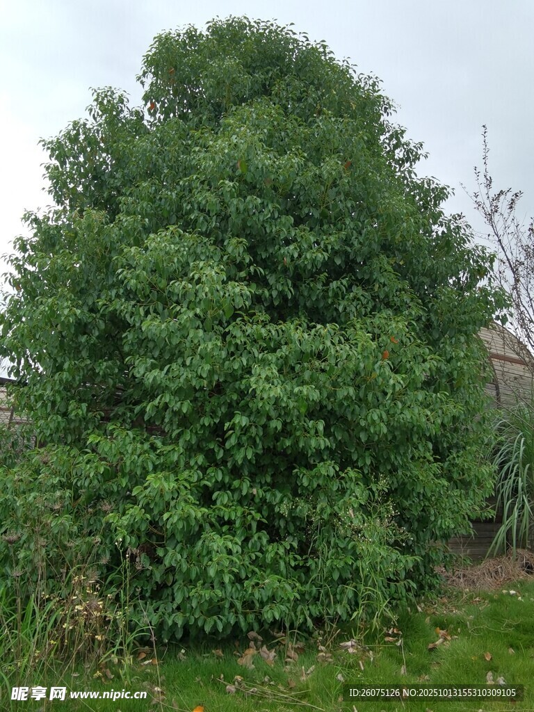 茂盛绿植自然清新景象