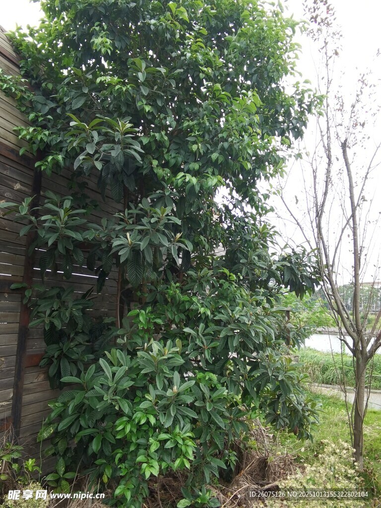 墙边繁茂绿植景观