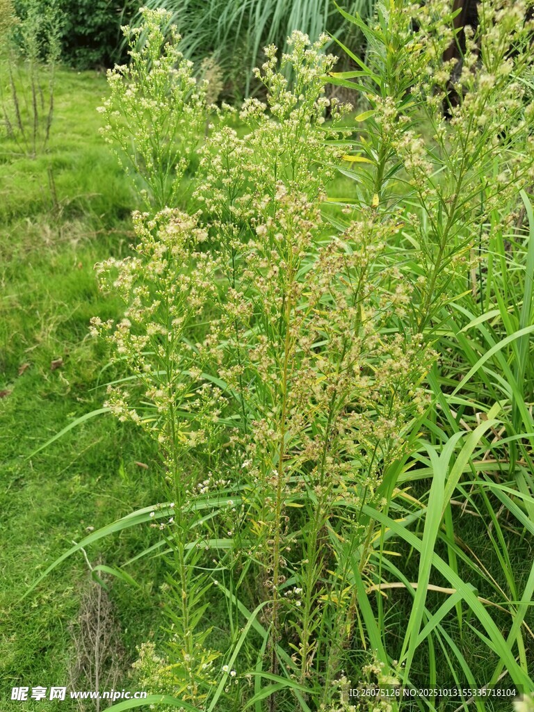 野外繁茂的绿色植物