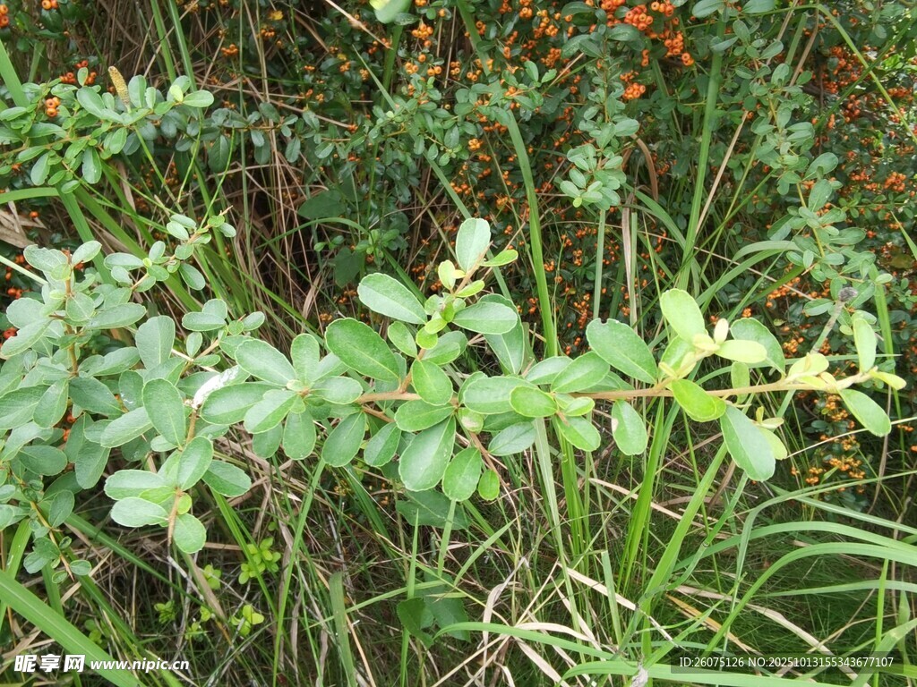 繁茂绿植自然生机景象