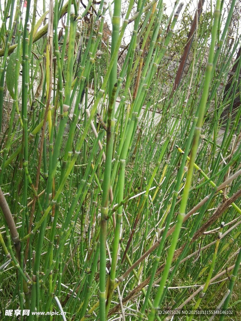 野外茂盛的绿色草丛