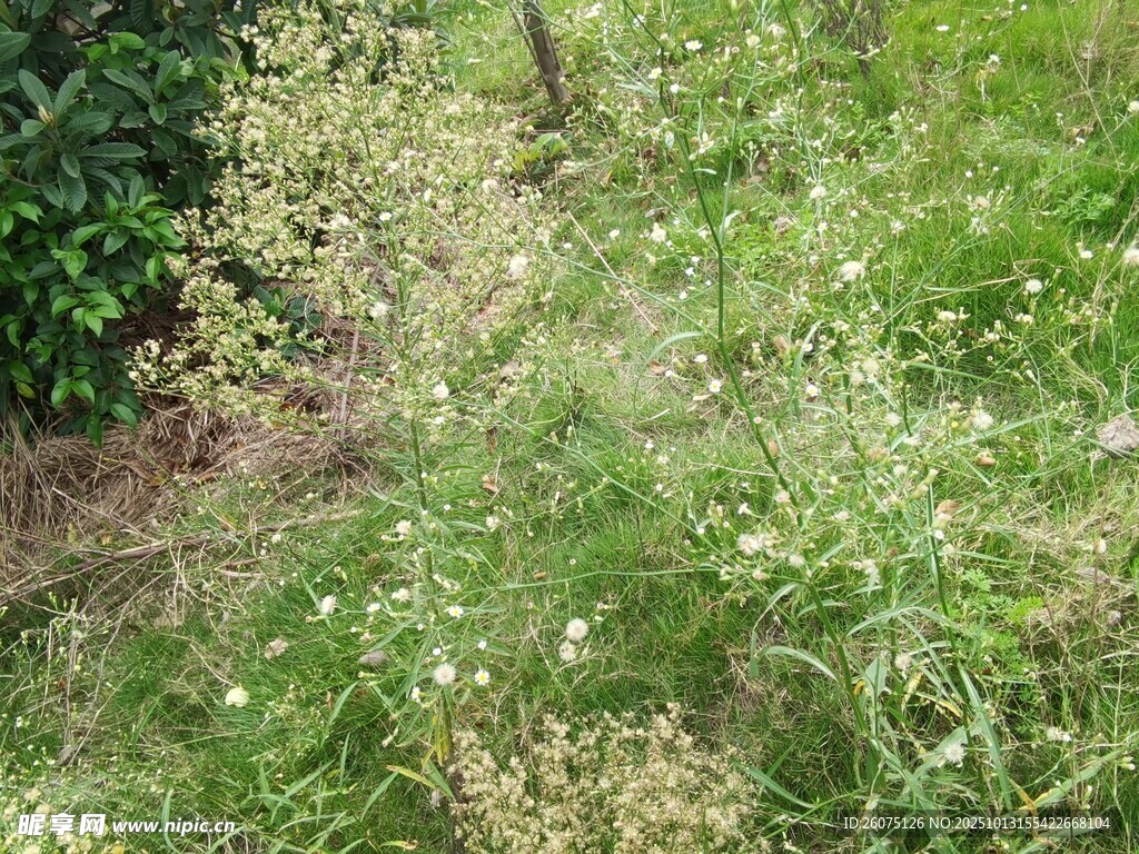 野外繁茂的绿色植物景观
