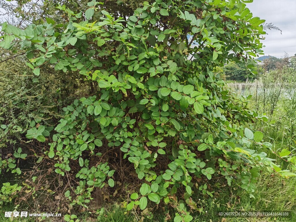 茂密绿叶植物景观