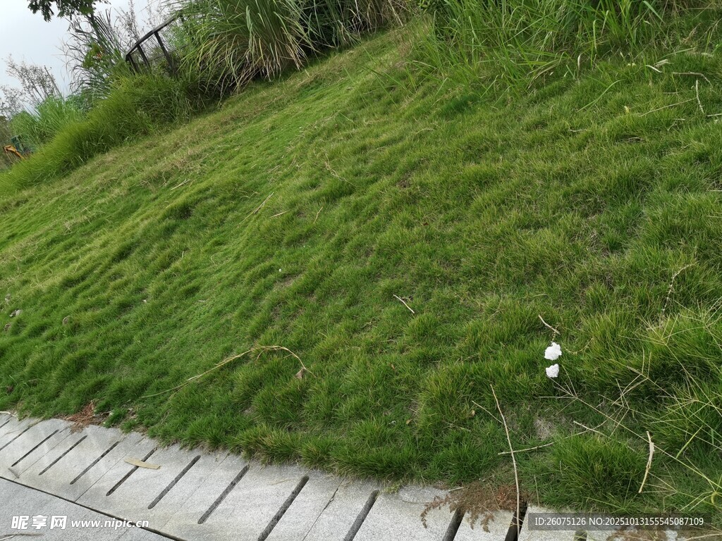 路边翠绿草地与小花