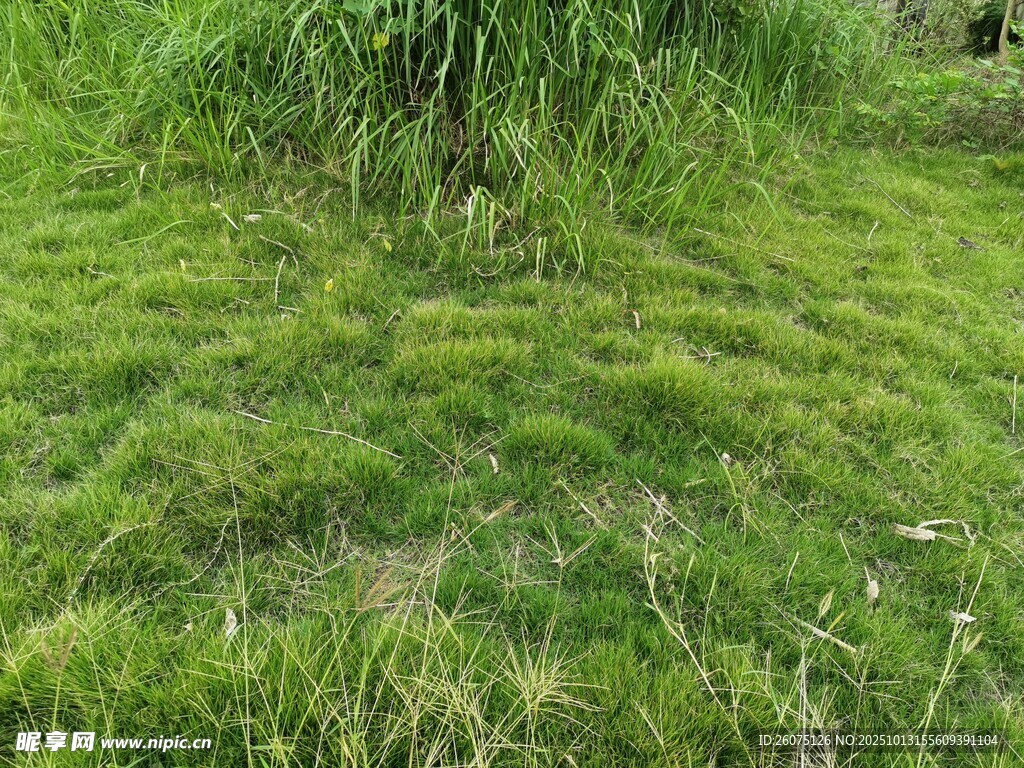 翠绿草地生机盎然