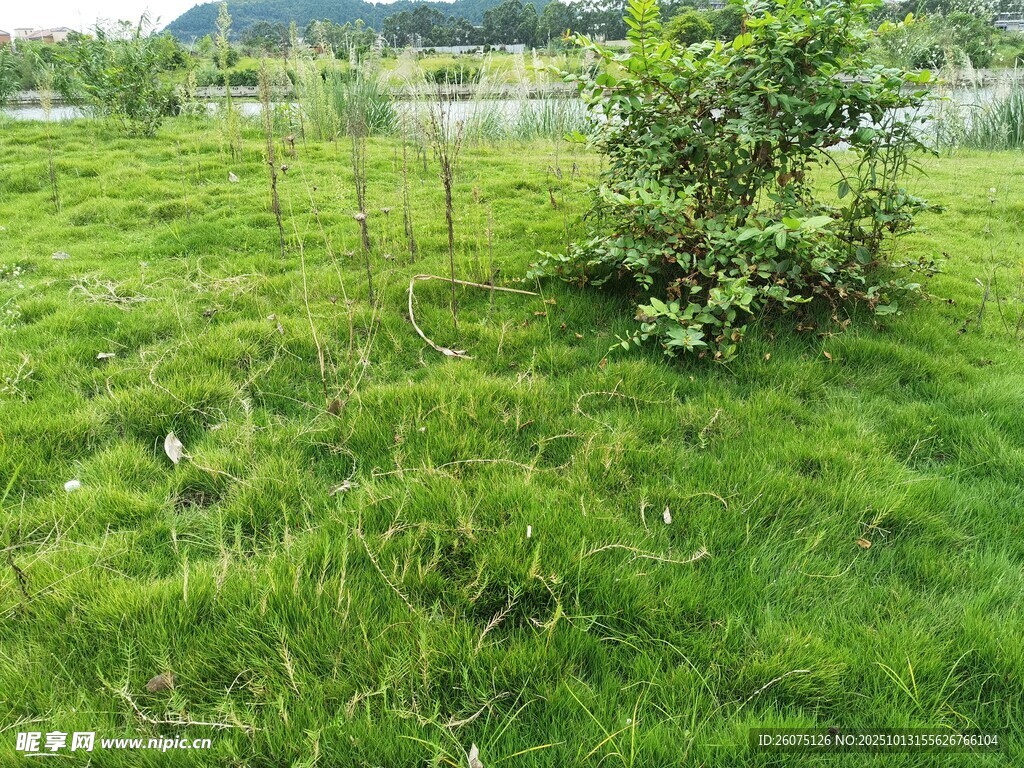 绿意盎然的草地与小树