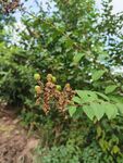 枝头挂果的绿色植物