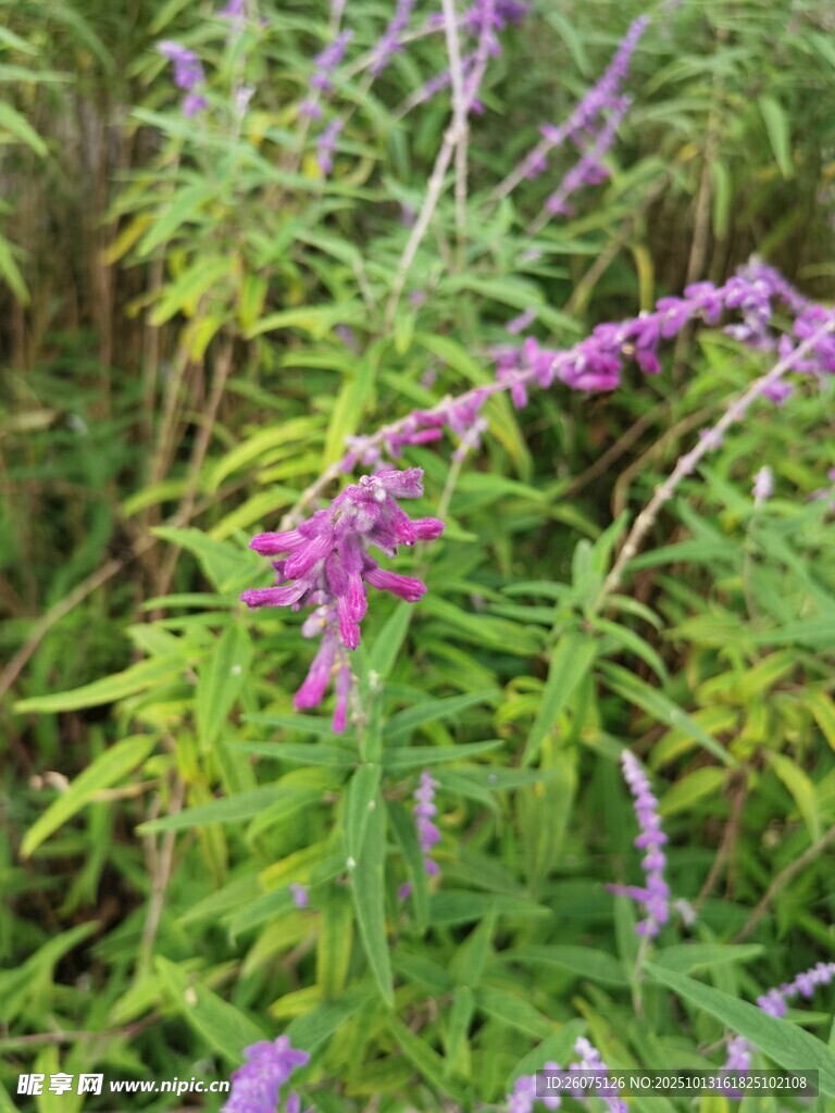 紫色花卉植物特写