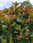 红叶石楠绿植特写