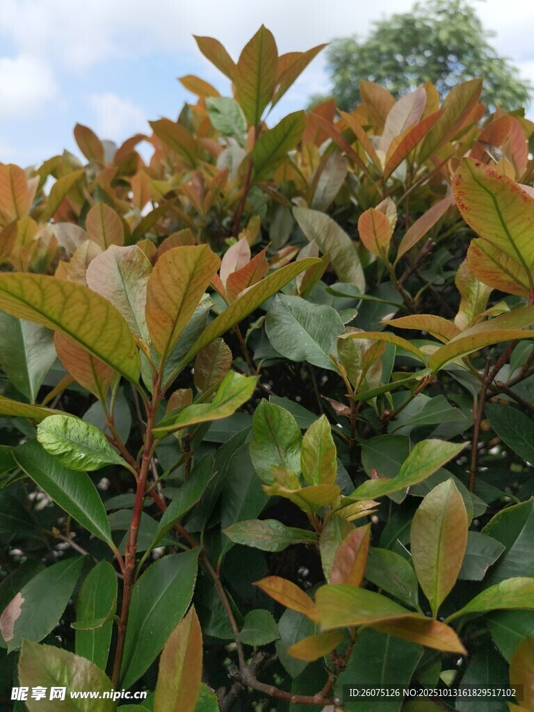 红叶石楠绿植特写