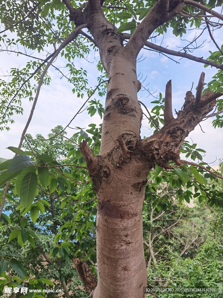 粗壮树干与繁茂枝叶