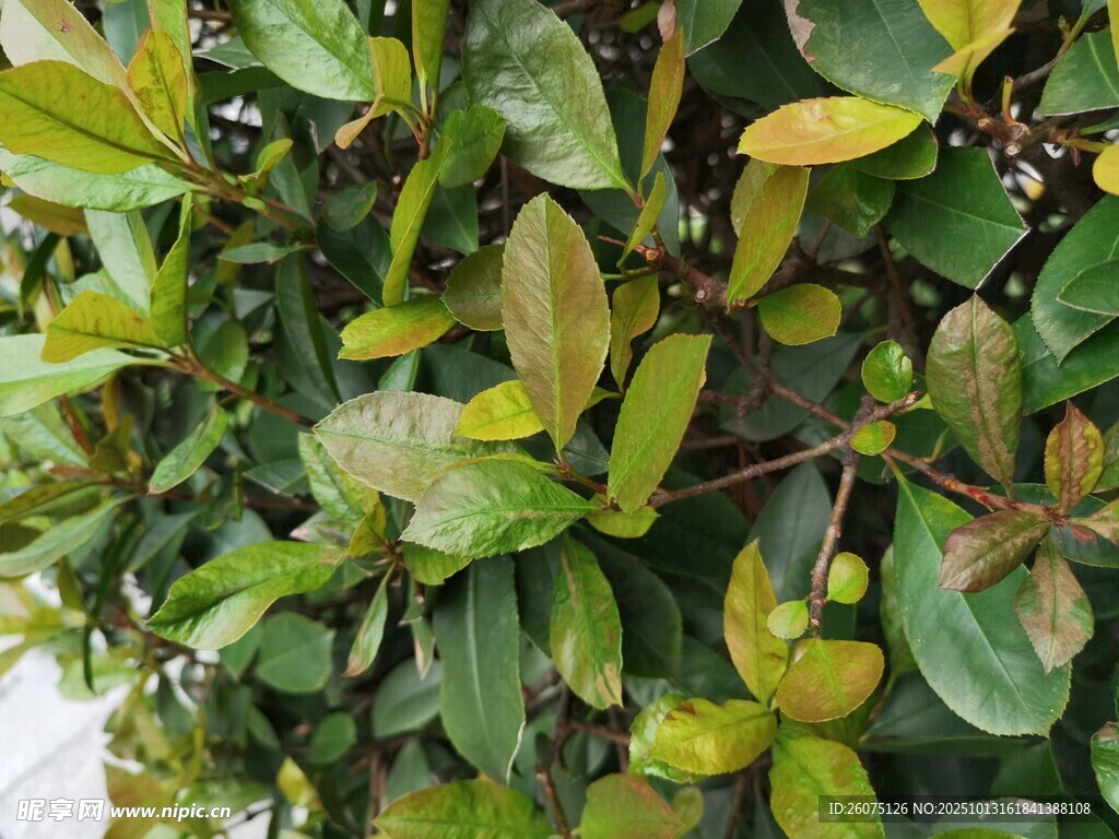 翠绿多彩的植物叶片