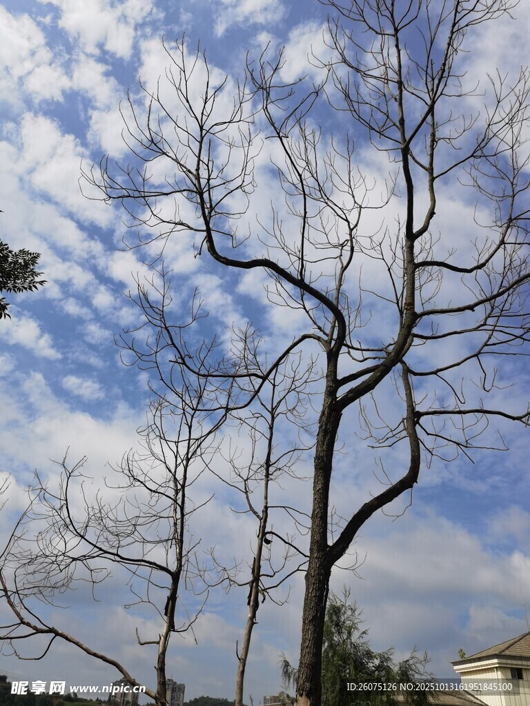 冬日枯树与蓝天景致