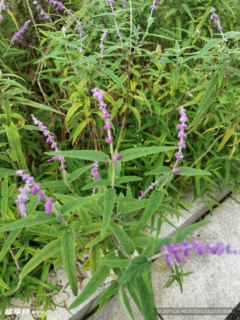 紫色花草丛中的清新景致