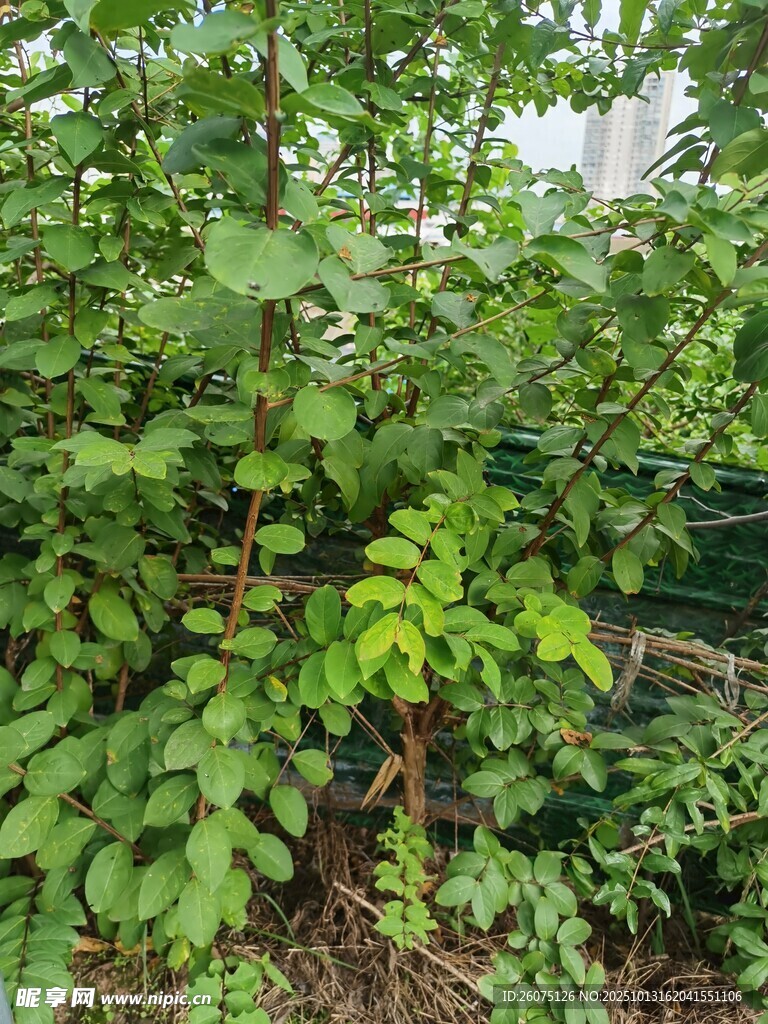 繁茂绿植景观