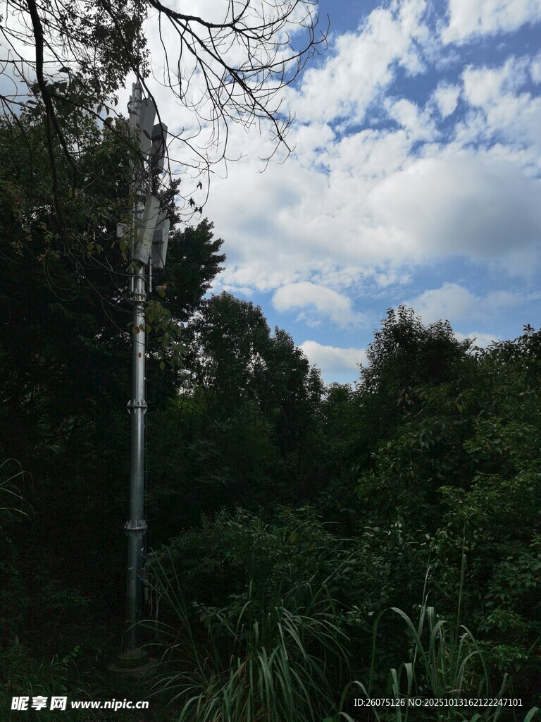 林间天空与繁茂植被景观