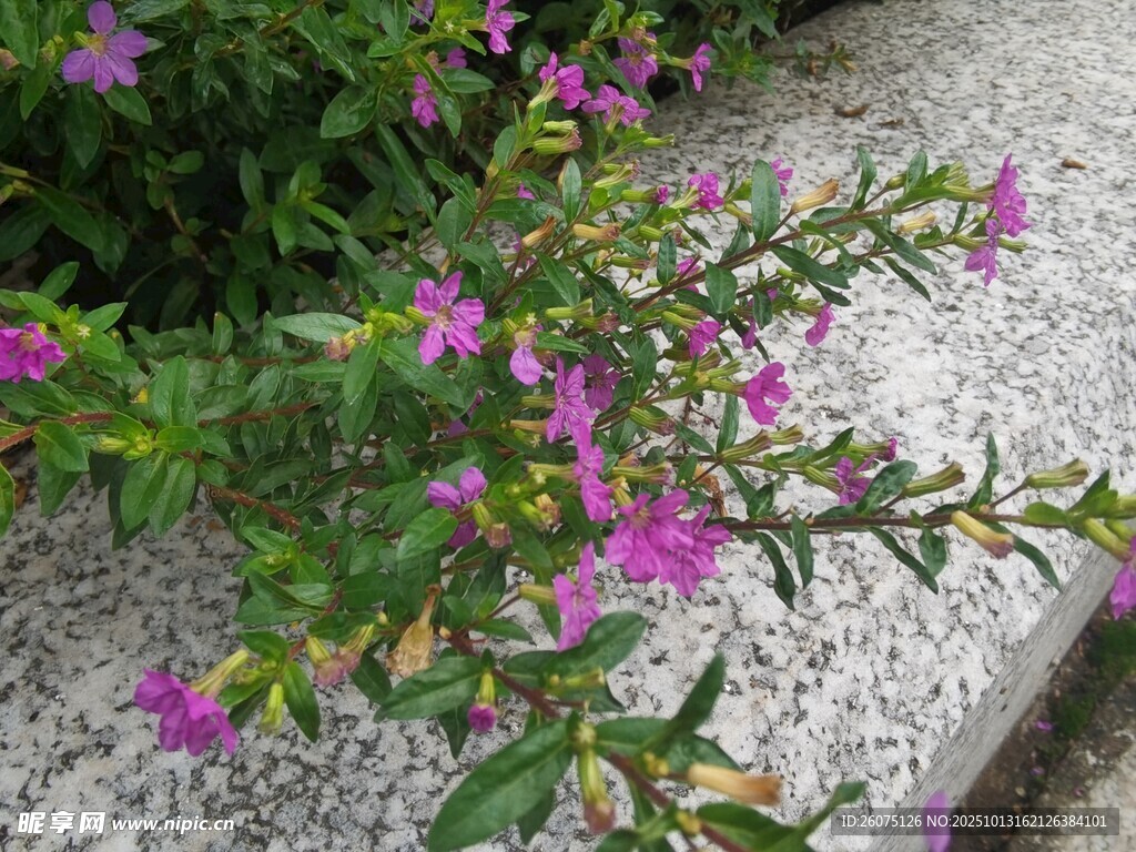 石边绽放的紫色小花