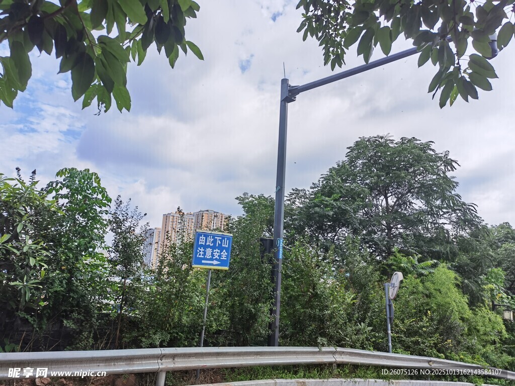 城市道路旁的绿树与路灯