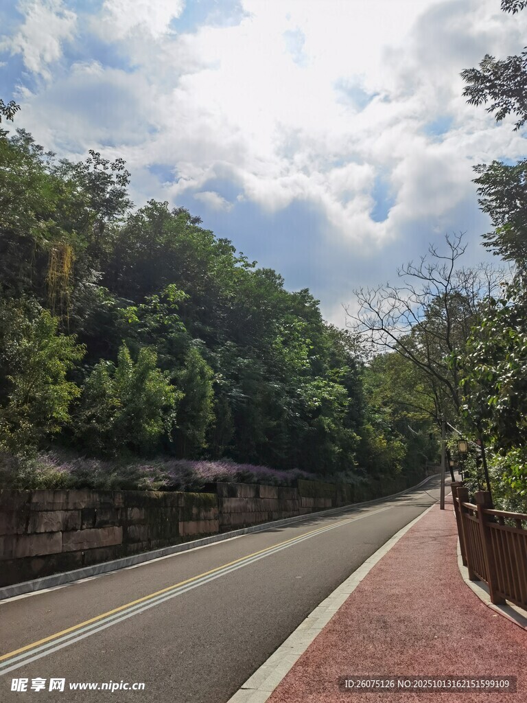 林荫下的城市道路风景