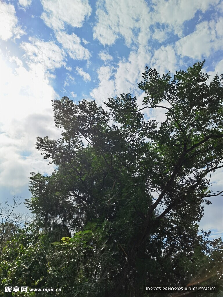 蓝天白云下的葱郁树木