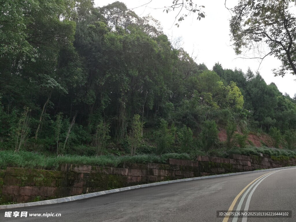 蜿蜒公路旁的葱郁山林