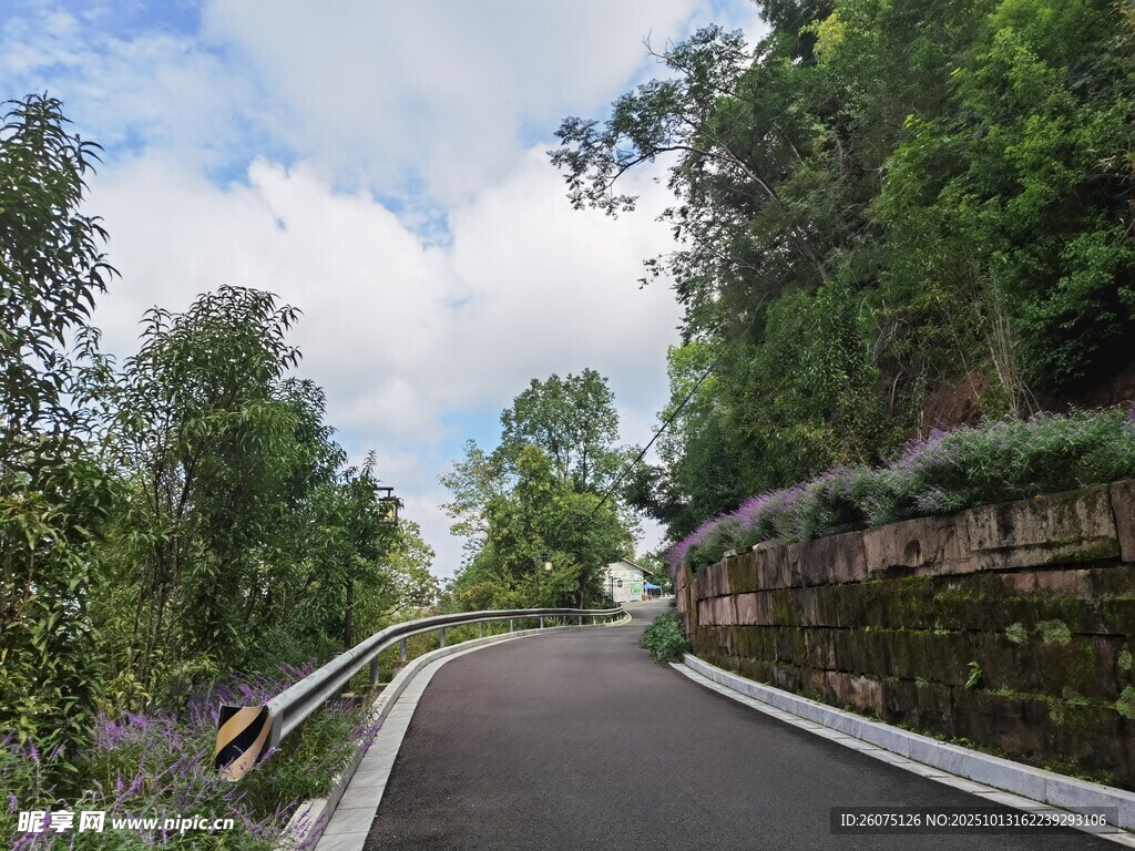 蜿蜒林间路清新自然景