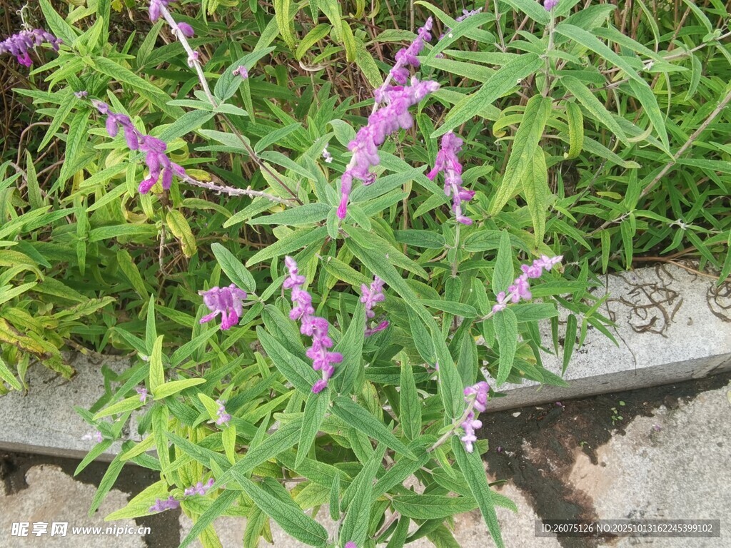 紫色小花绽放于绿叶间