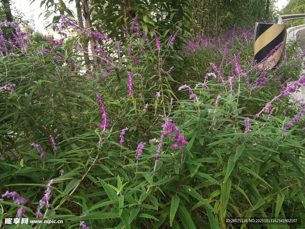 紫色花卉绿植景观