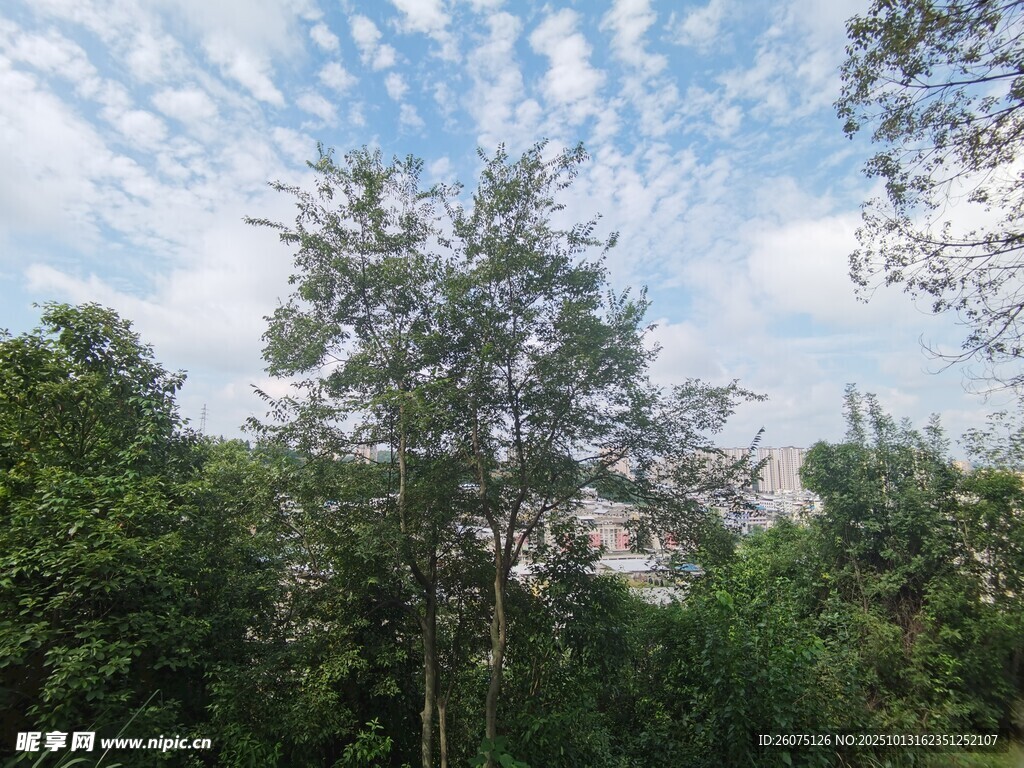 林间树木与蓝天白云景致