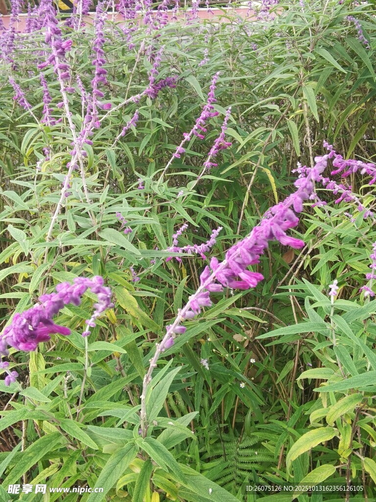 紫色花丛中的美丽植物