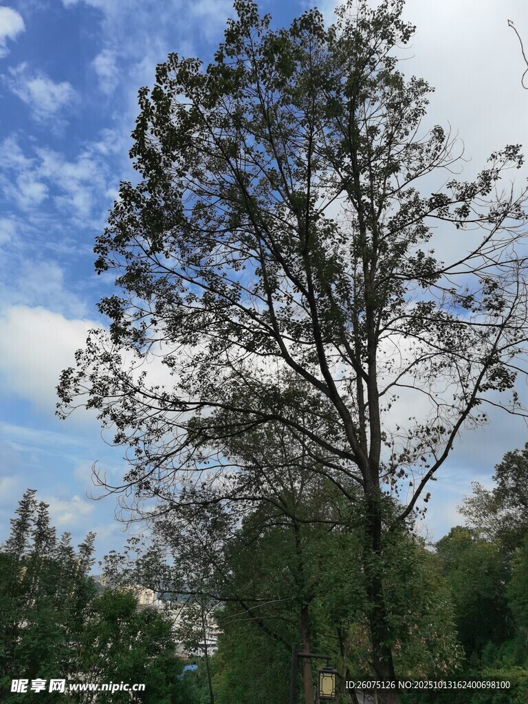 蓝天映衬下的挺拔树木